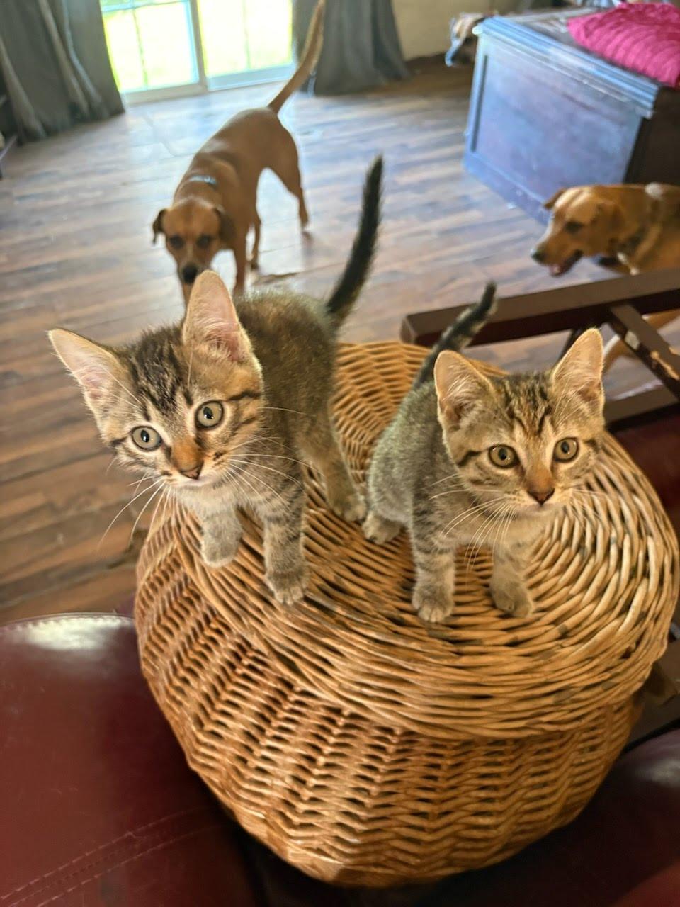 Stevie & Nickie, Adoptable, Kitten Female Domestic Short Hair.