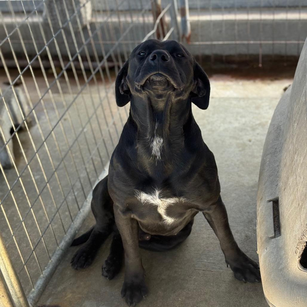 Ricky, an adopted mixed breed in Mullins, SC image 1/2