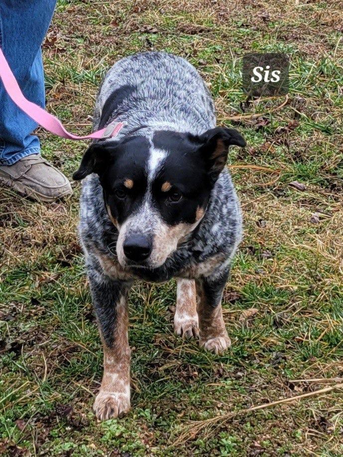 Sis, Adoptable, Adult Female Australian Cattle Dog / Blue Heeler.