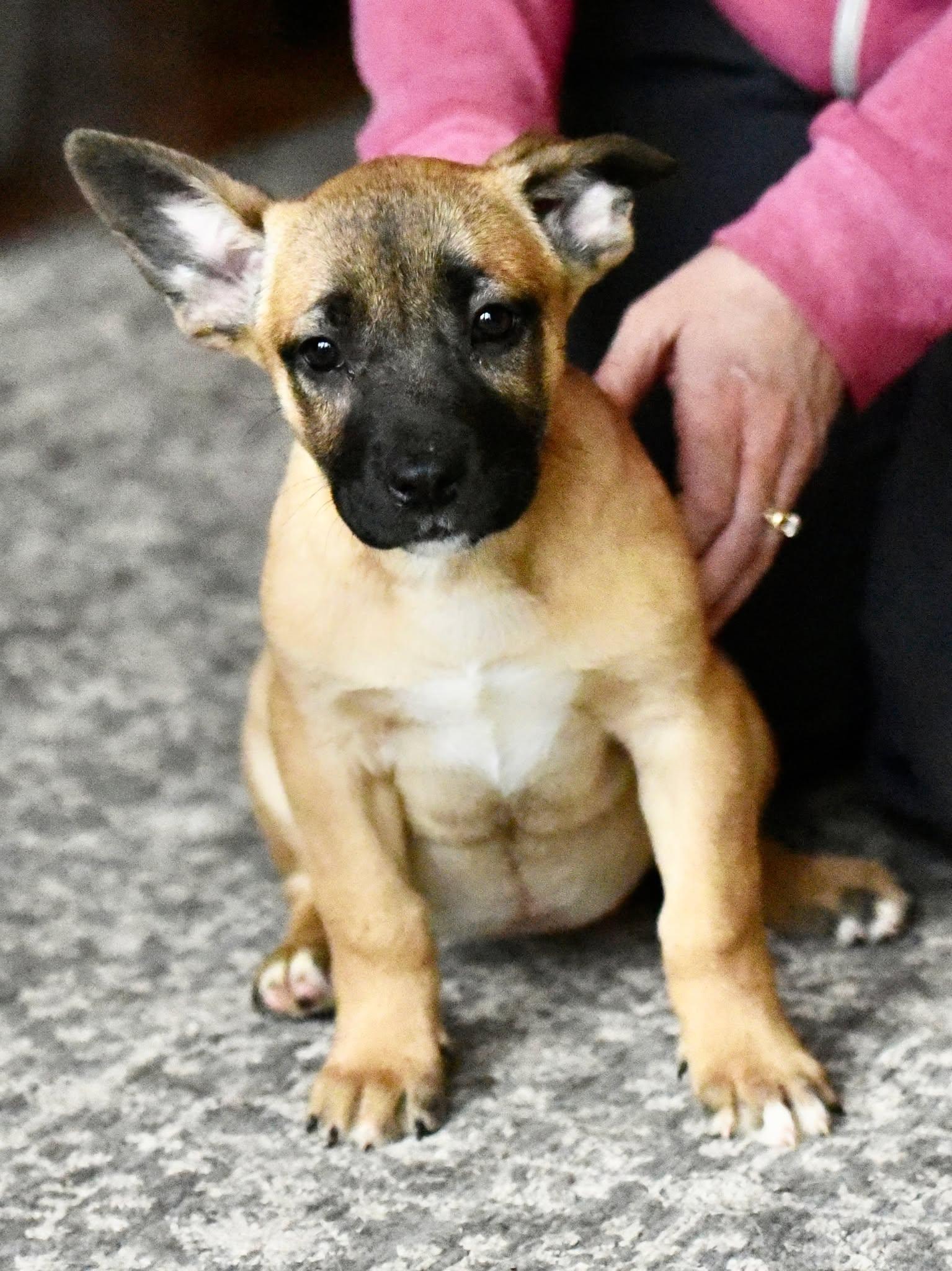 Daphne, Adoptable, Puppy Female American Bulldog & Labrador Retriever.