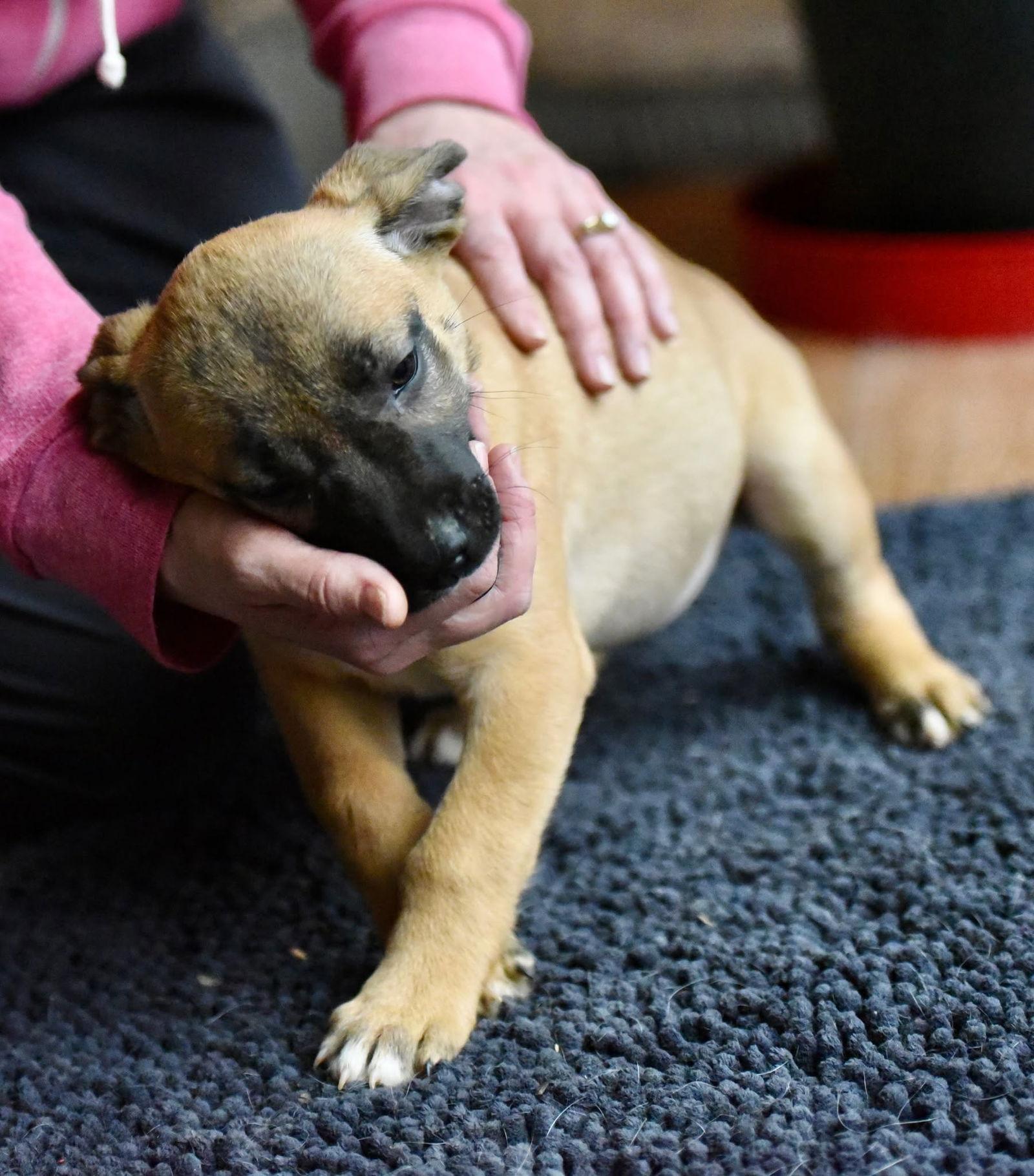 Enlarge Daphne, a Adoptable mixed breed in Mechanicsburg, PA image 2/3