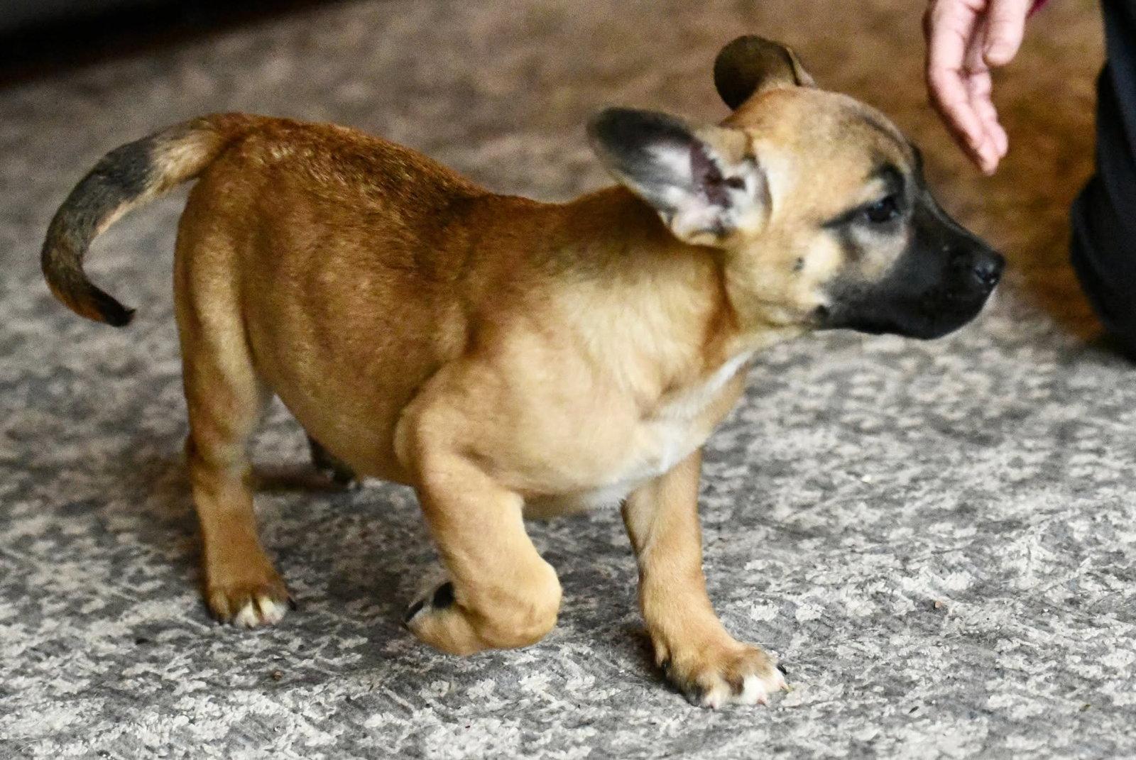 Enlarge Daphne, a Adoptable mixed breed in Mechanicsburg, PA image 3/3