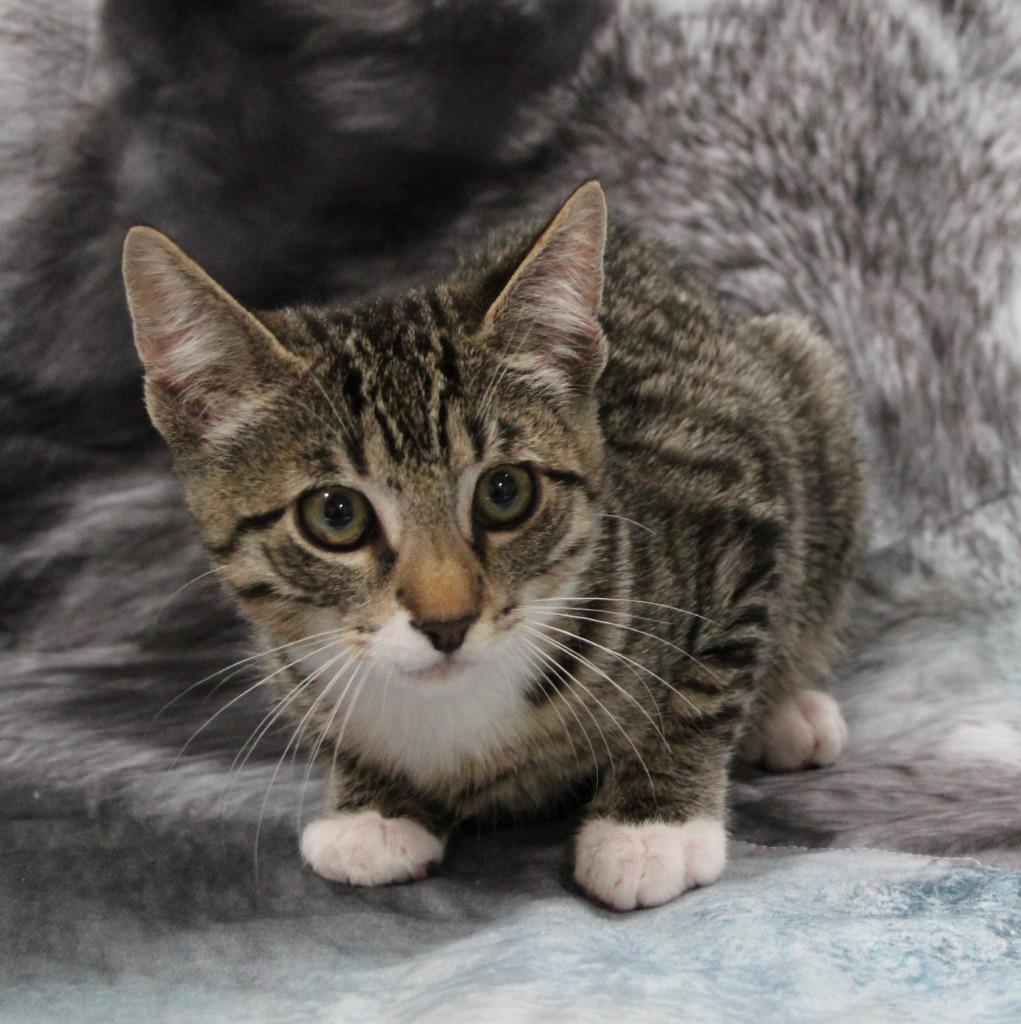 Squirrel, Adopted, Kitten Male Domestic Short Hair.