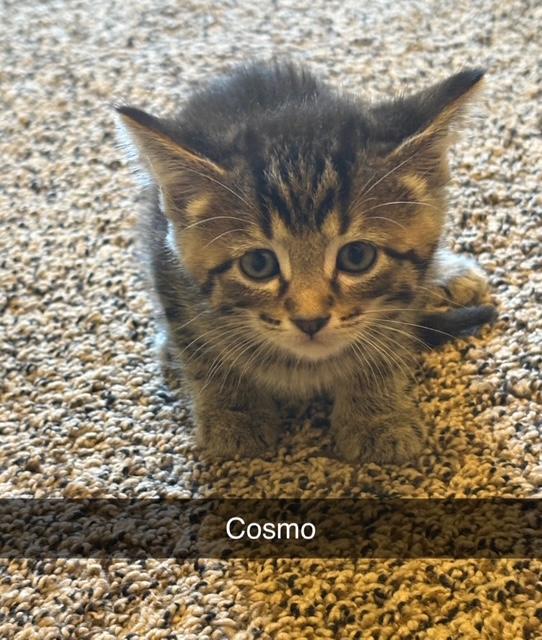 Cosmo, Baby Male unknown