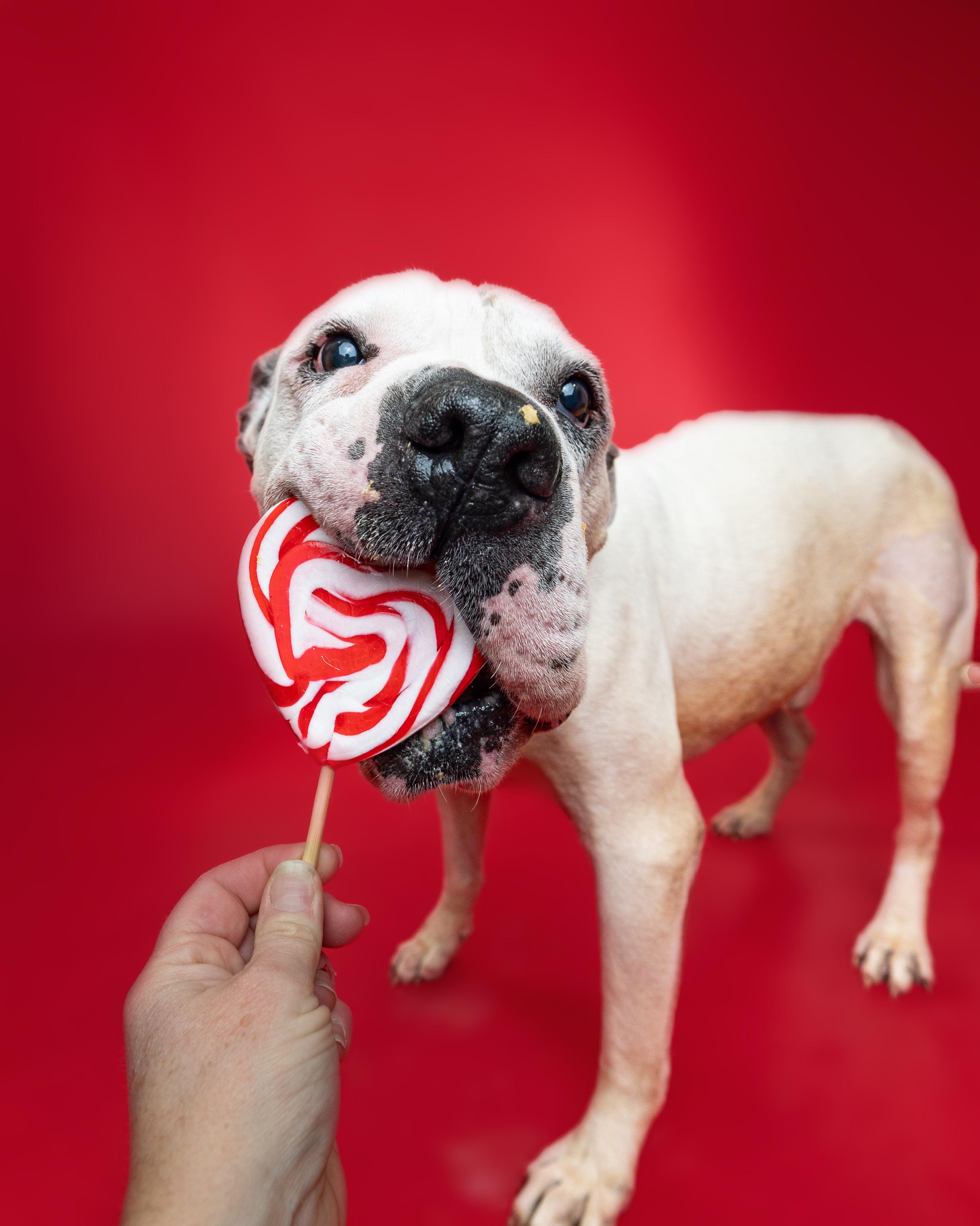 Hank, ADOPTABLE, Senior Male American Bulldog & American Bully.