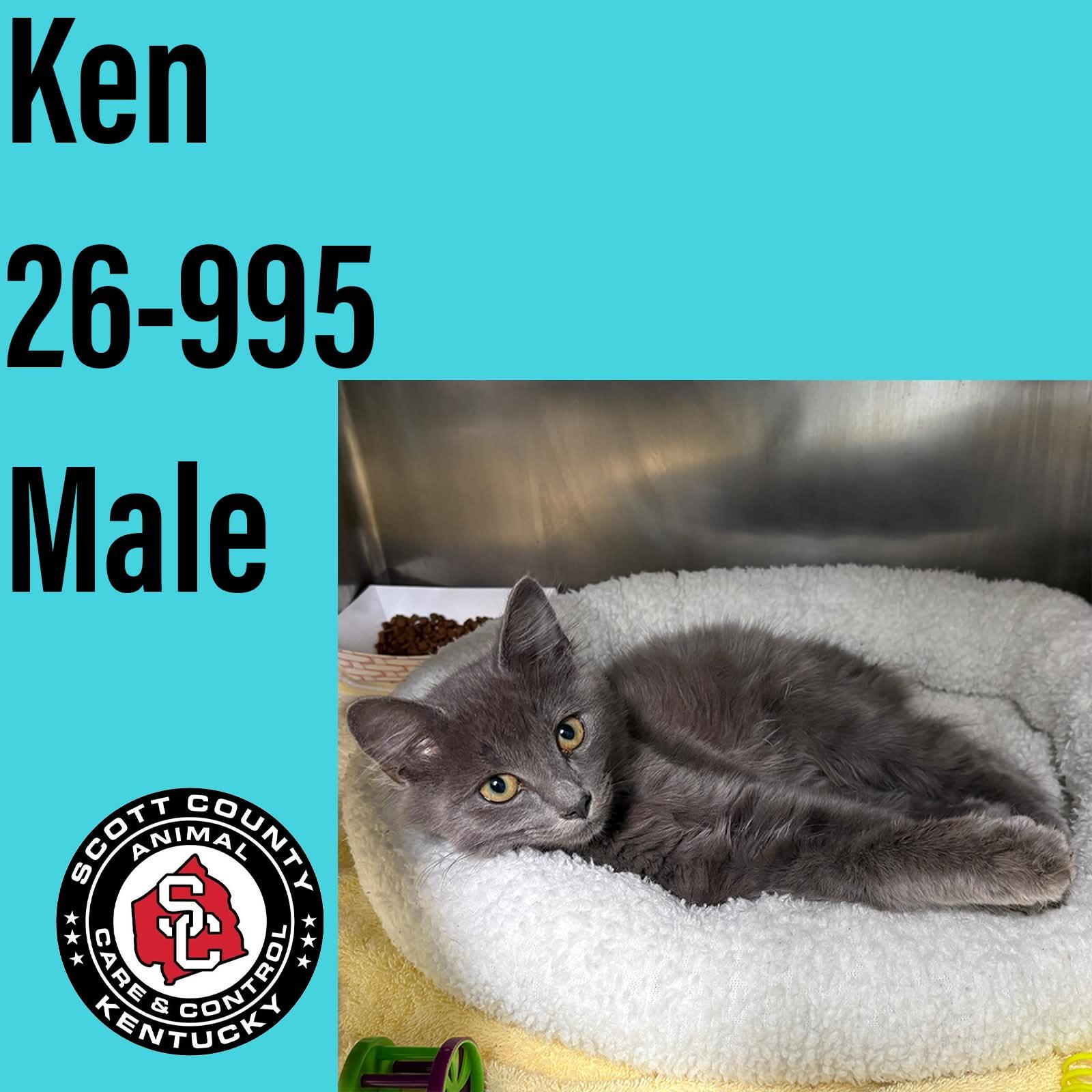 Enlarge Ken, a Adoptable Domestic Short Hair in Georgetown, KY image 1/1