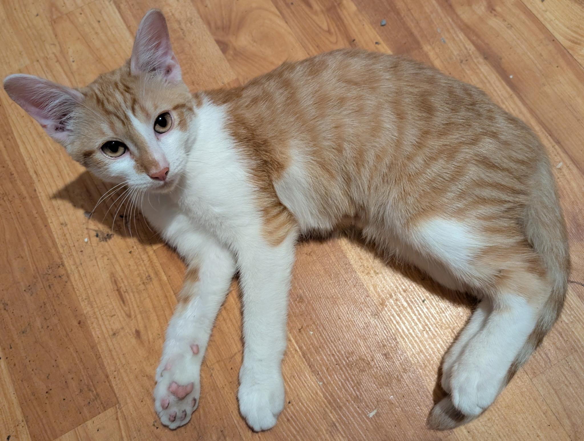 Enlarge Sunshine, a ADOPTABLE American Shorthair in Shelbyville, TN image 1/2