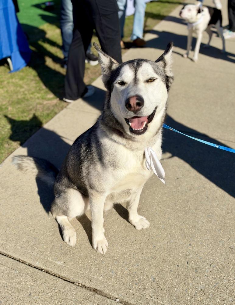 Enlarge Max, a Adoptable mixed breed in Greenlawn, NY image 2/6