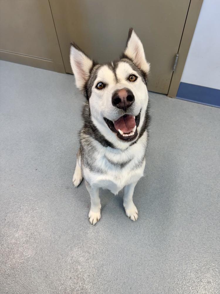 Enlarge Max, a Adoptable mixed breed in Greenlawn, NY image 4/6