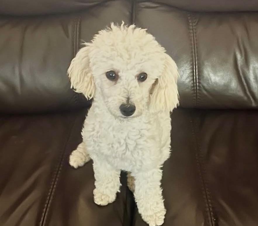 Enlarge Sadie, an adopted Miniature Poodle in Little Elm, TX image 1/1