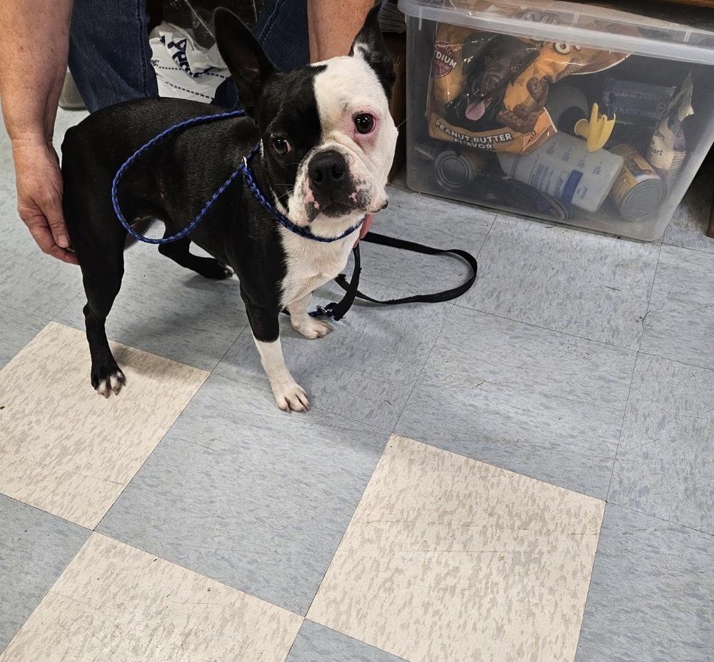 Enlarge Sally, a Adoptable mixed breed in Irwin, PA image 1/1