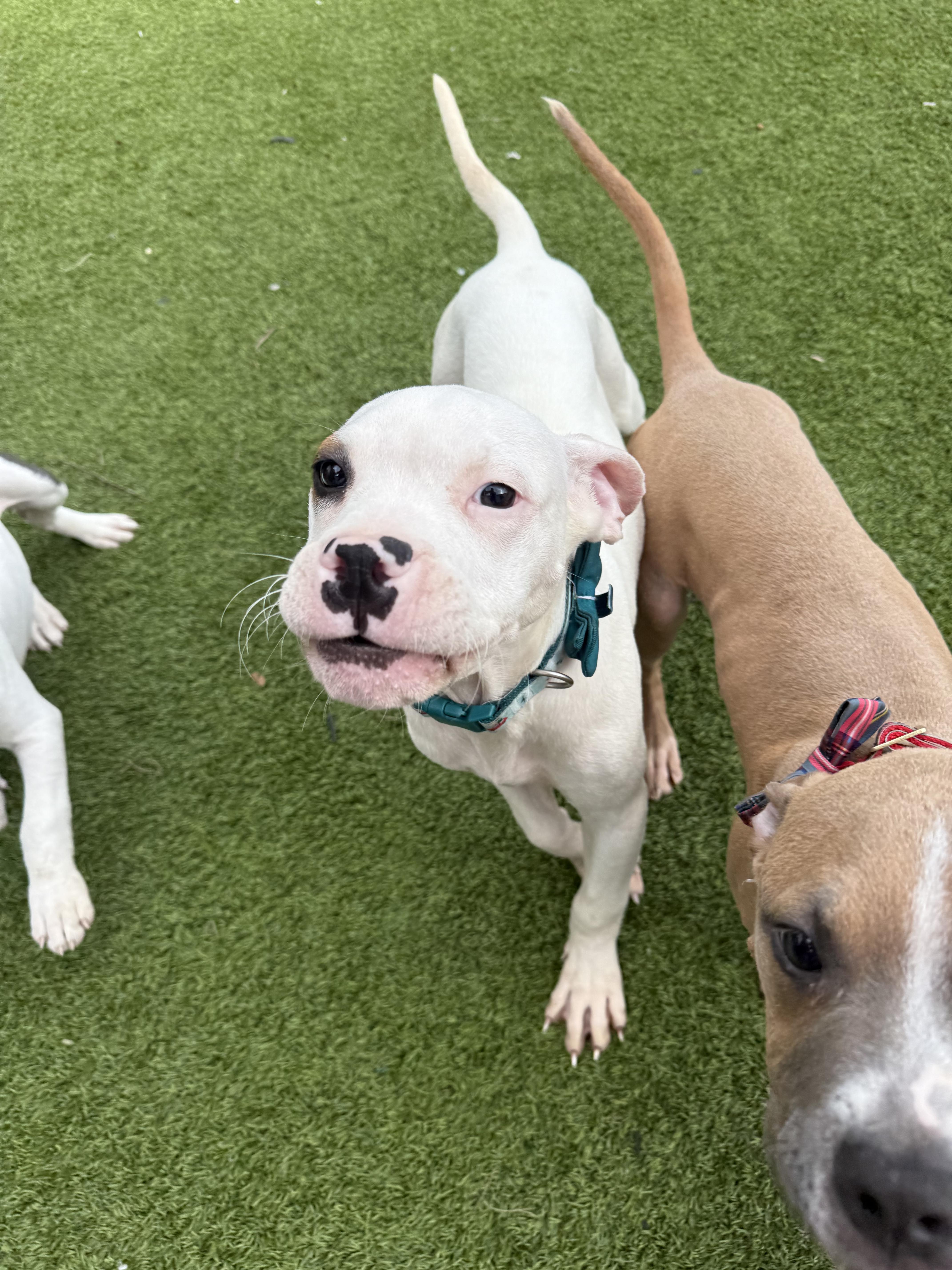 Herman, ADOPTABLE, Puppy Male American Bully.