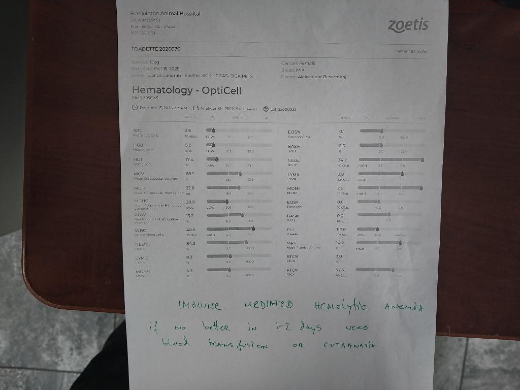 Enlarge Toadette, a Adoptable mixed breed in Oxford, NC image 1/2