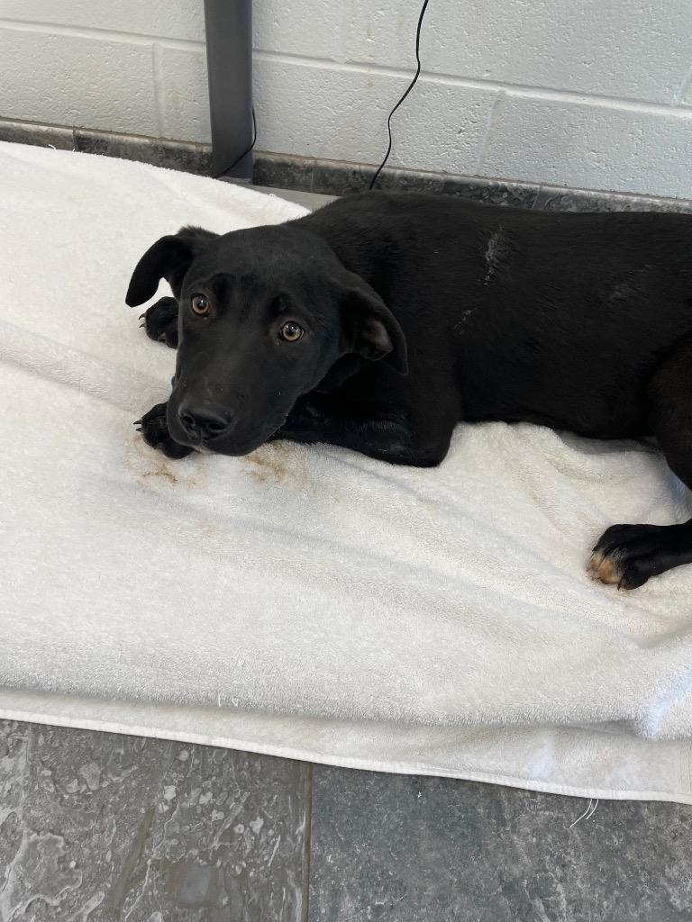 Toadette, Adoptable, Puppy Female Mixed Breed.