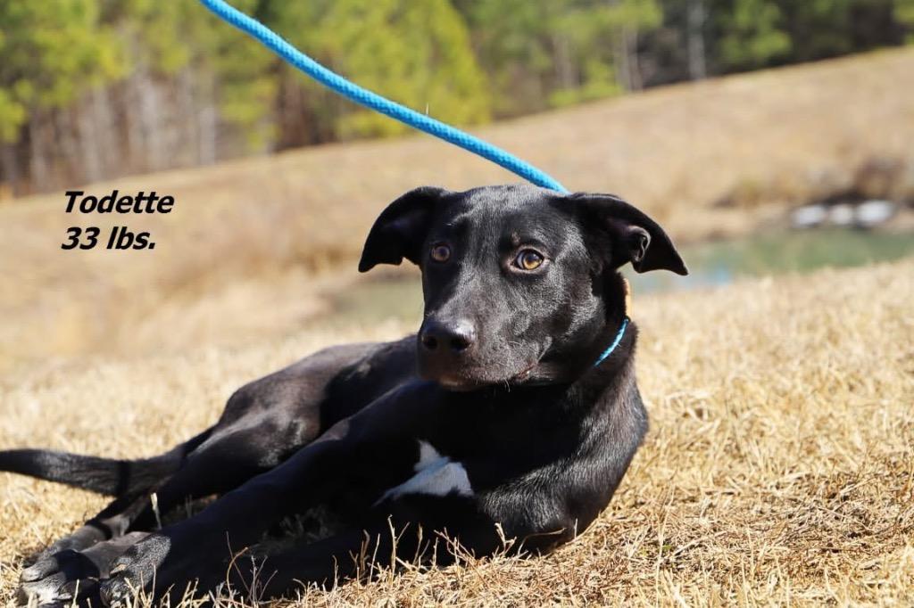Enlarge Toadette, a Adoptable mixed breed in Oxford, NC image 1/1