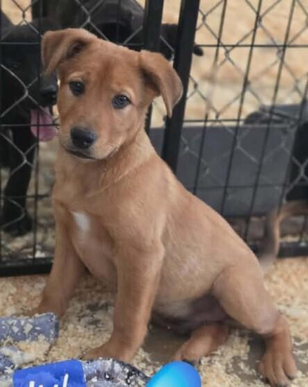 Enlarge Ryland, a Adoptable mixed breed in Parker, CO image 1/1