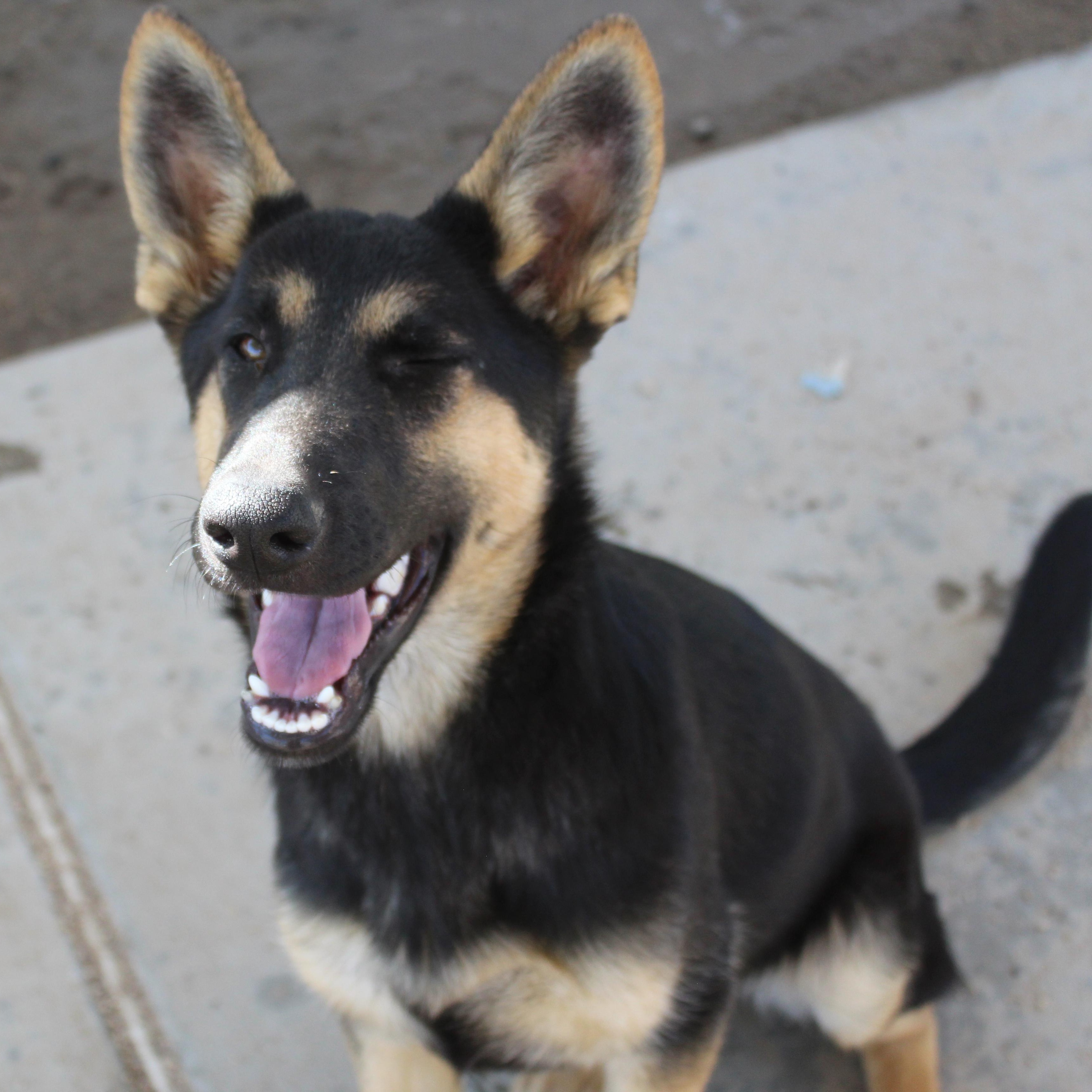 Enlarge Jill, a Adopted German Shepherd Dog in Yucca Valley, CA image 2/6