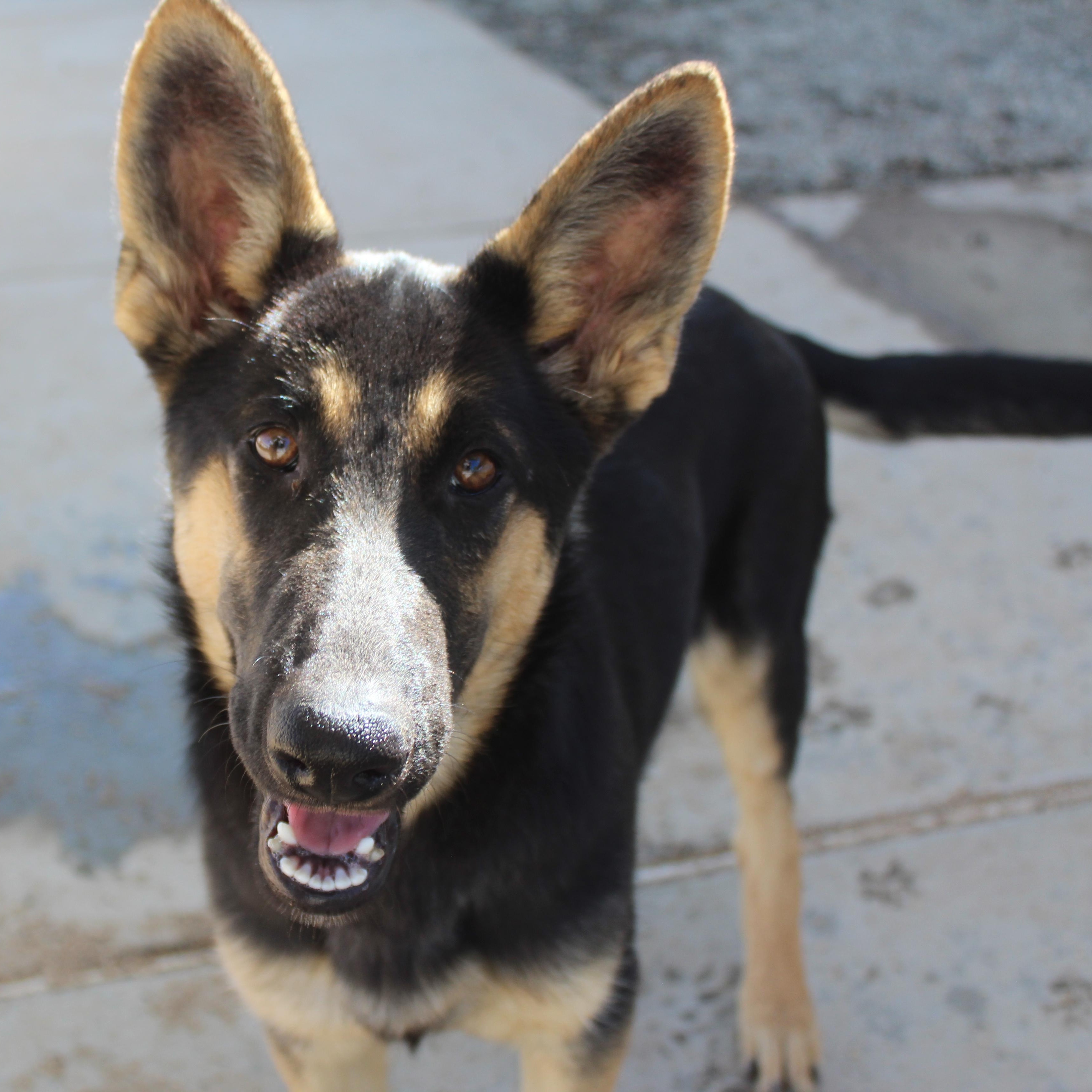 Enlarge Jill, a Adopted German Shepherd Dog in Yucca Valley, CA image 5/6