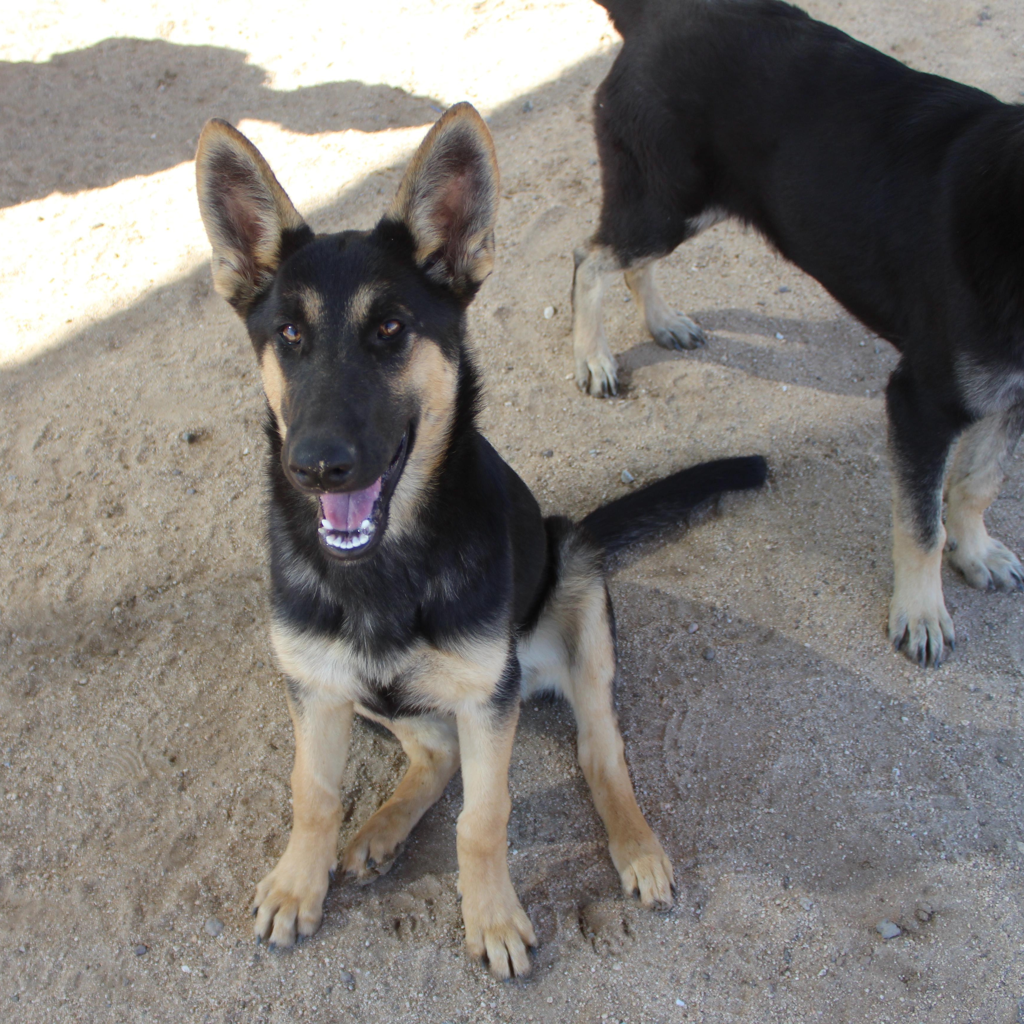 Enlarge Jill, a Adopted German Shepherd Dog in Yucca Valley, CA image 6/6