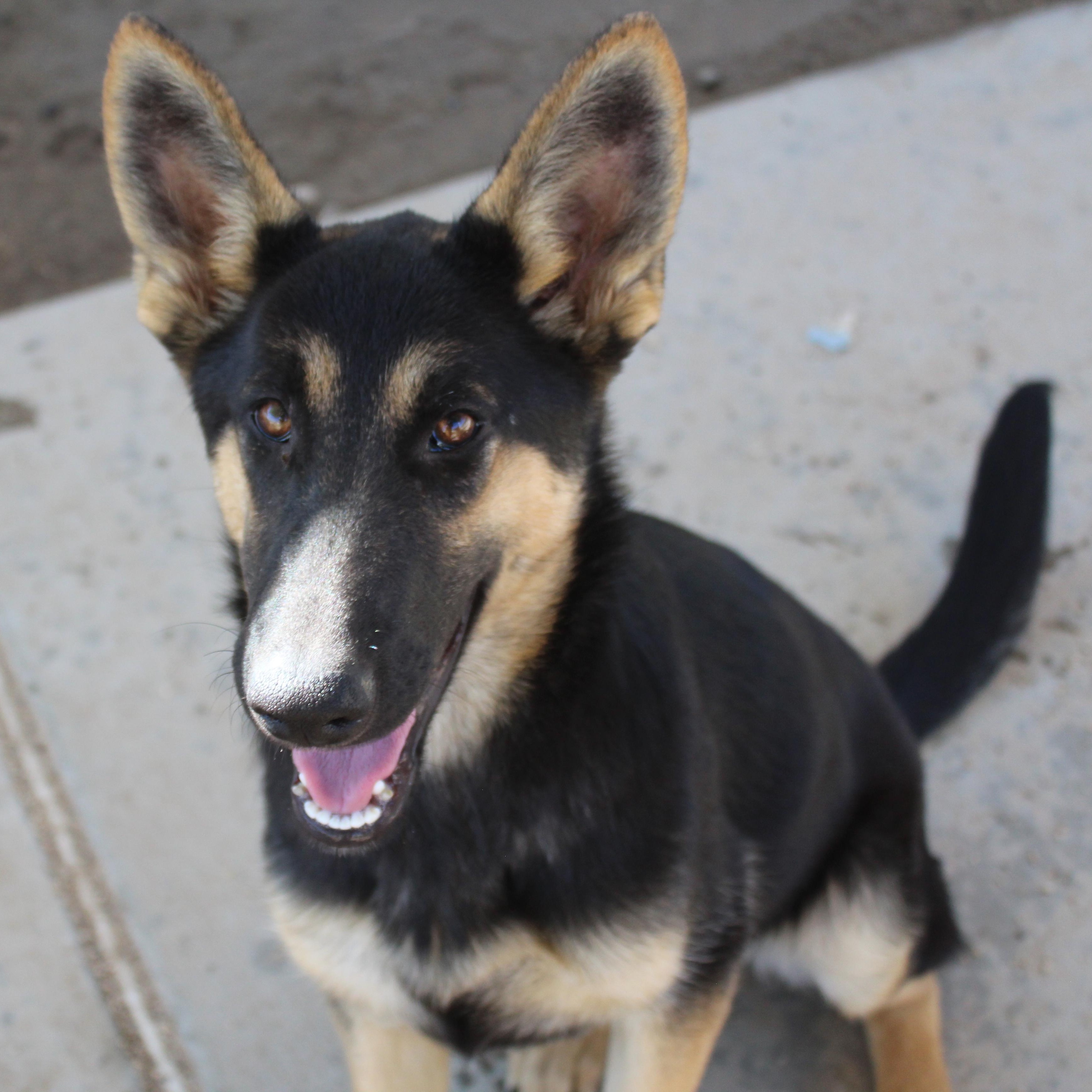 Enlarge Jill, a Adopted German Shepherd Dog in Yucca Valley, CA image 3/6