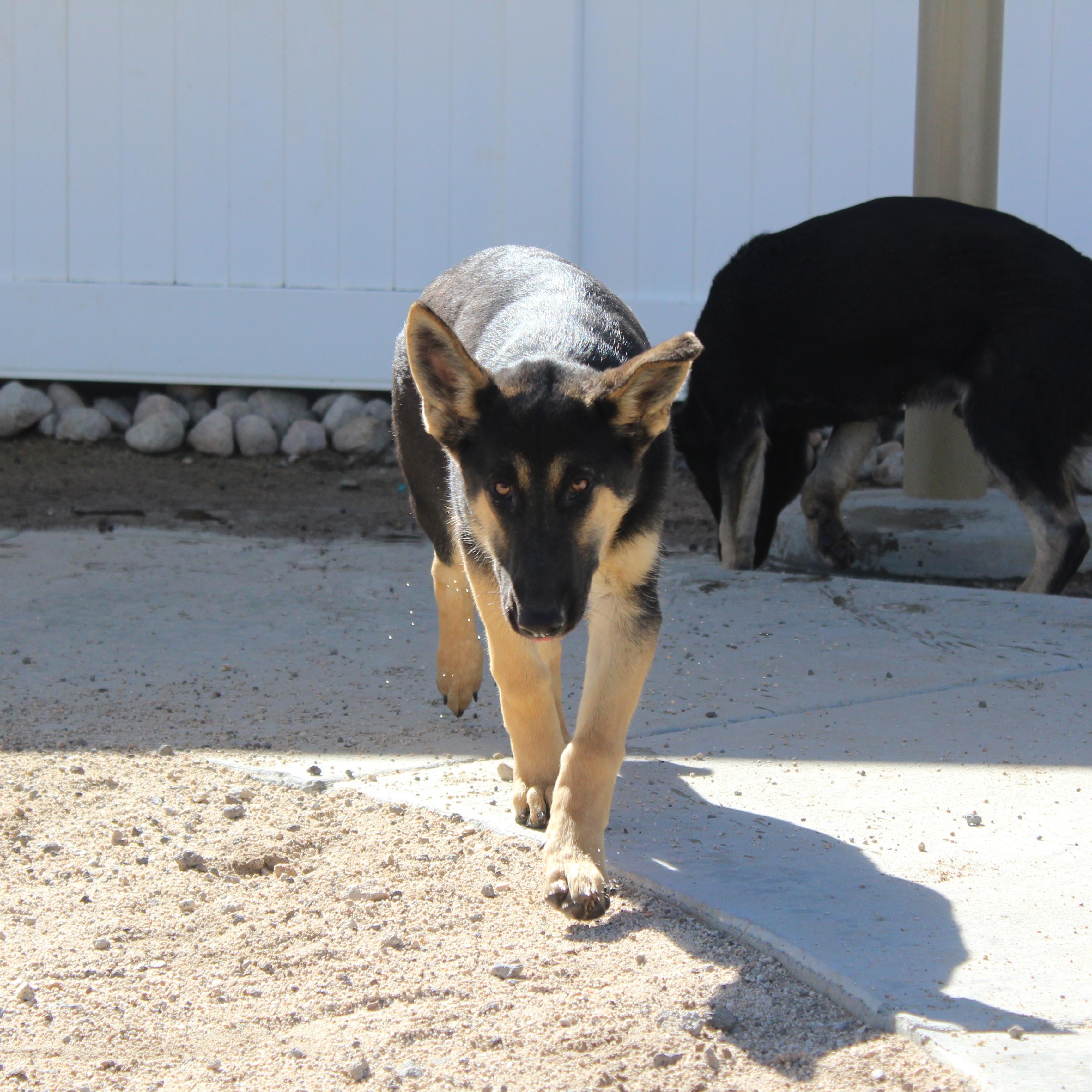Enlarge Jill, a Adopted German Shepherd Dog in Yucca Valley, CA image 4/6
