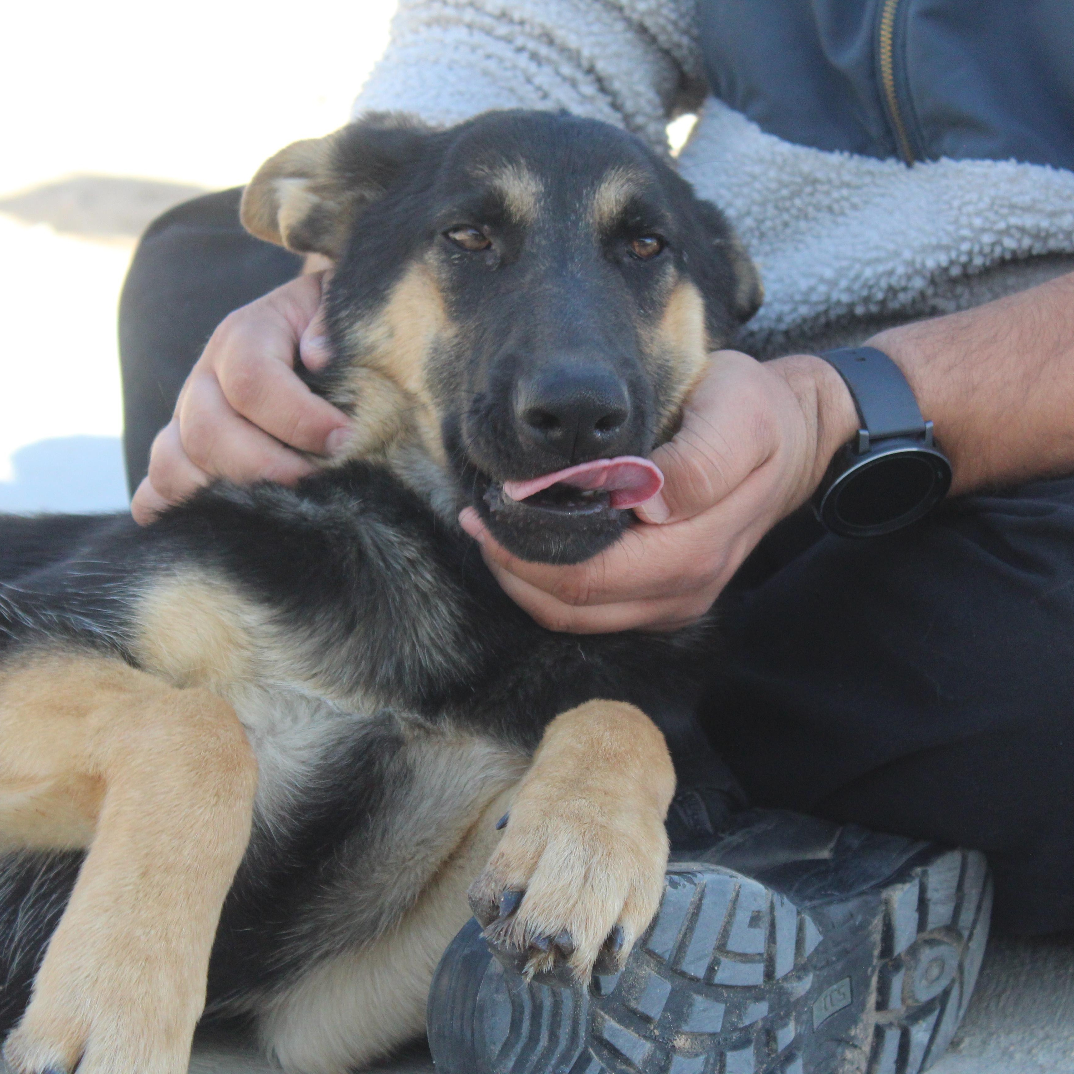 Enlarge Jill, a Adopted German Shepherd Dog in Yucca Valley, CA image 1/6