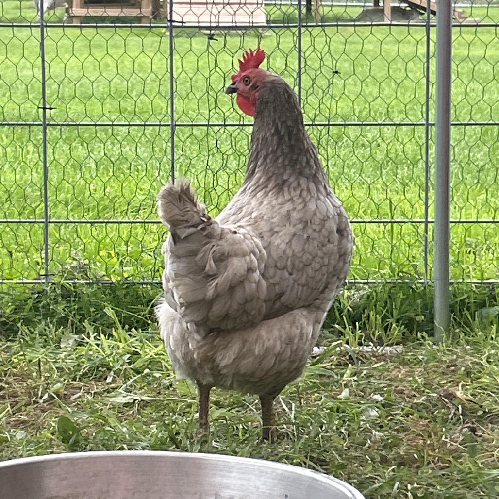 Meryl, Adoptable, Adult Female Chicken.