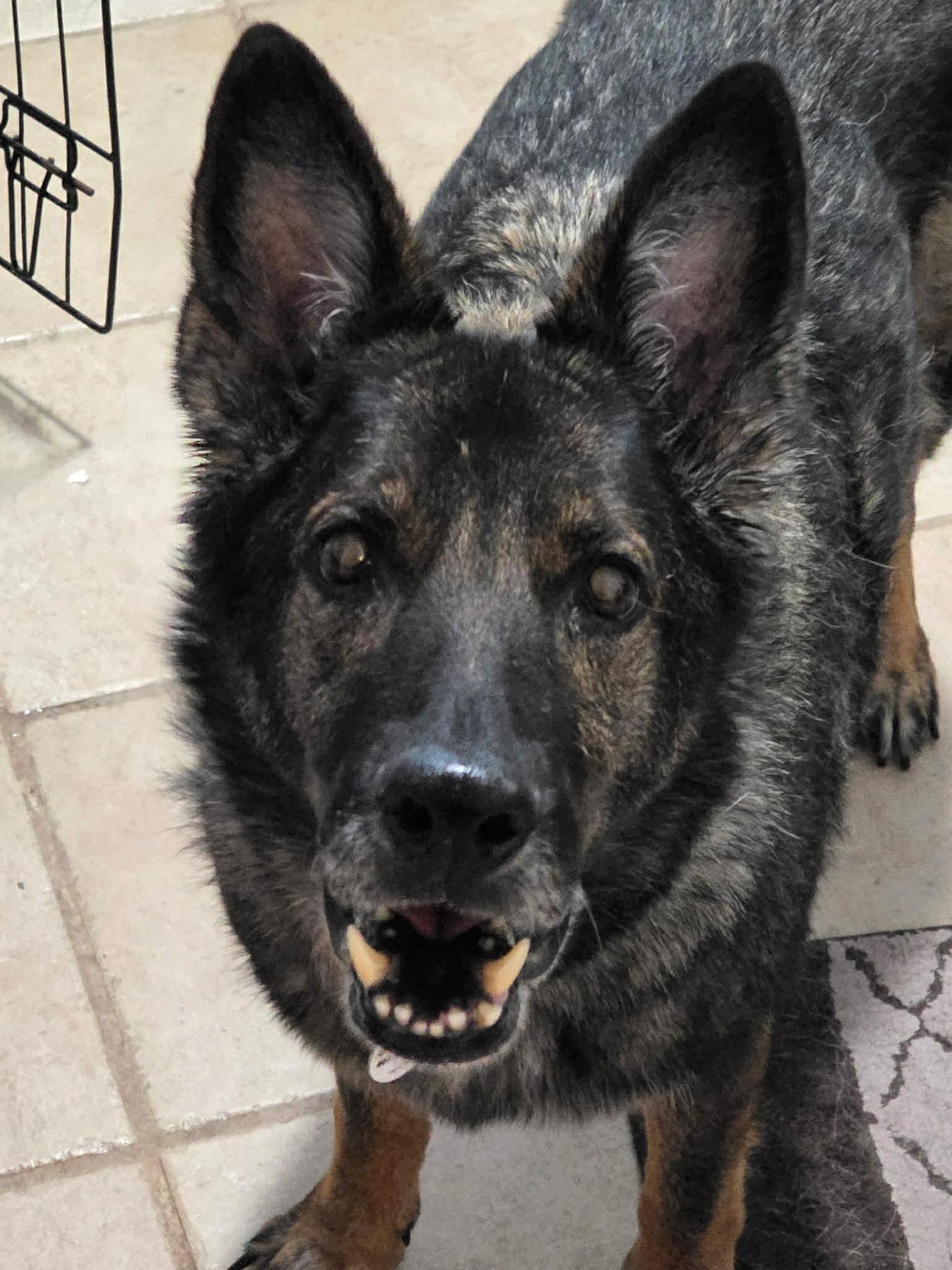 Gouda ADOPTION PENDING, Adoptable, Senior Female German Shepherd Dog.