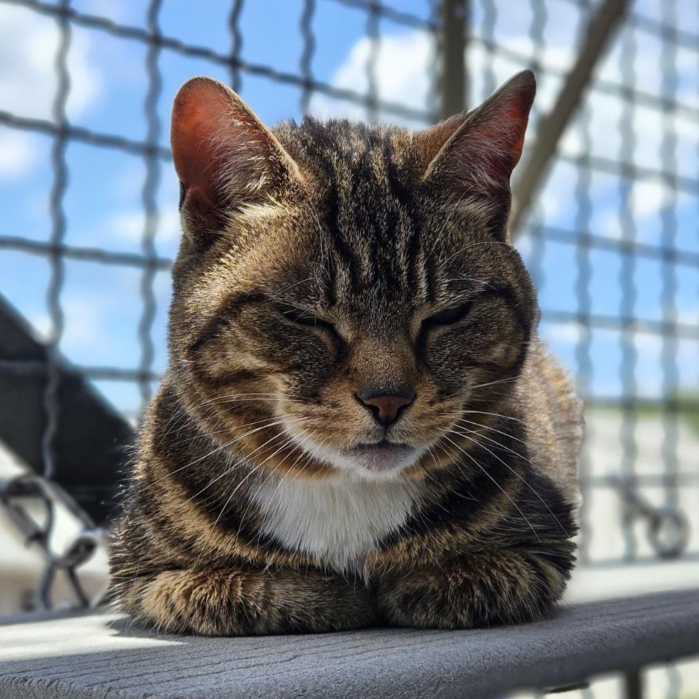 Layla, Adoptable, Senior Female Domestic Short Hair.