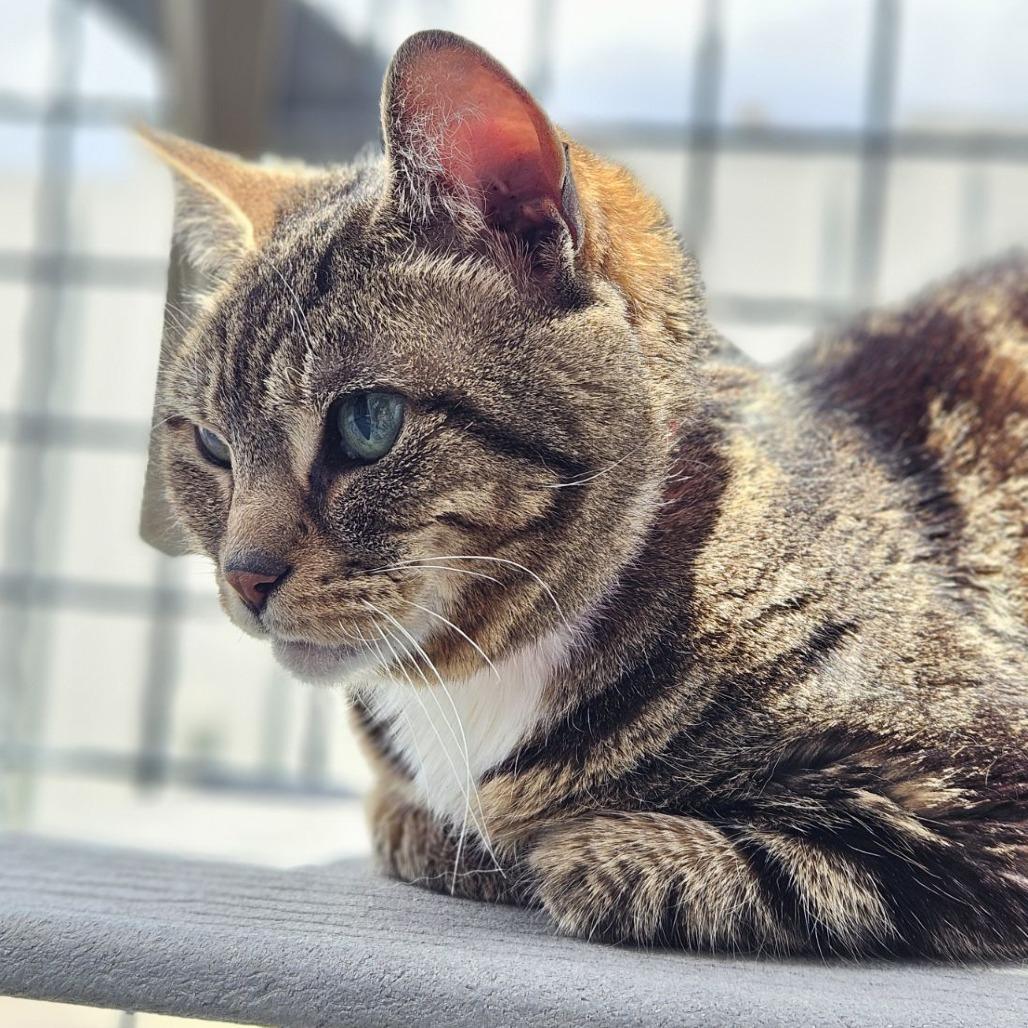 Enlarge Layla, a Adoptable Domestic Short Hair in Lakewood, CO image 2/6