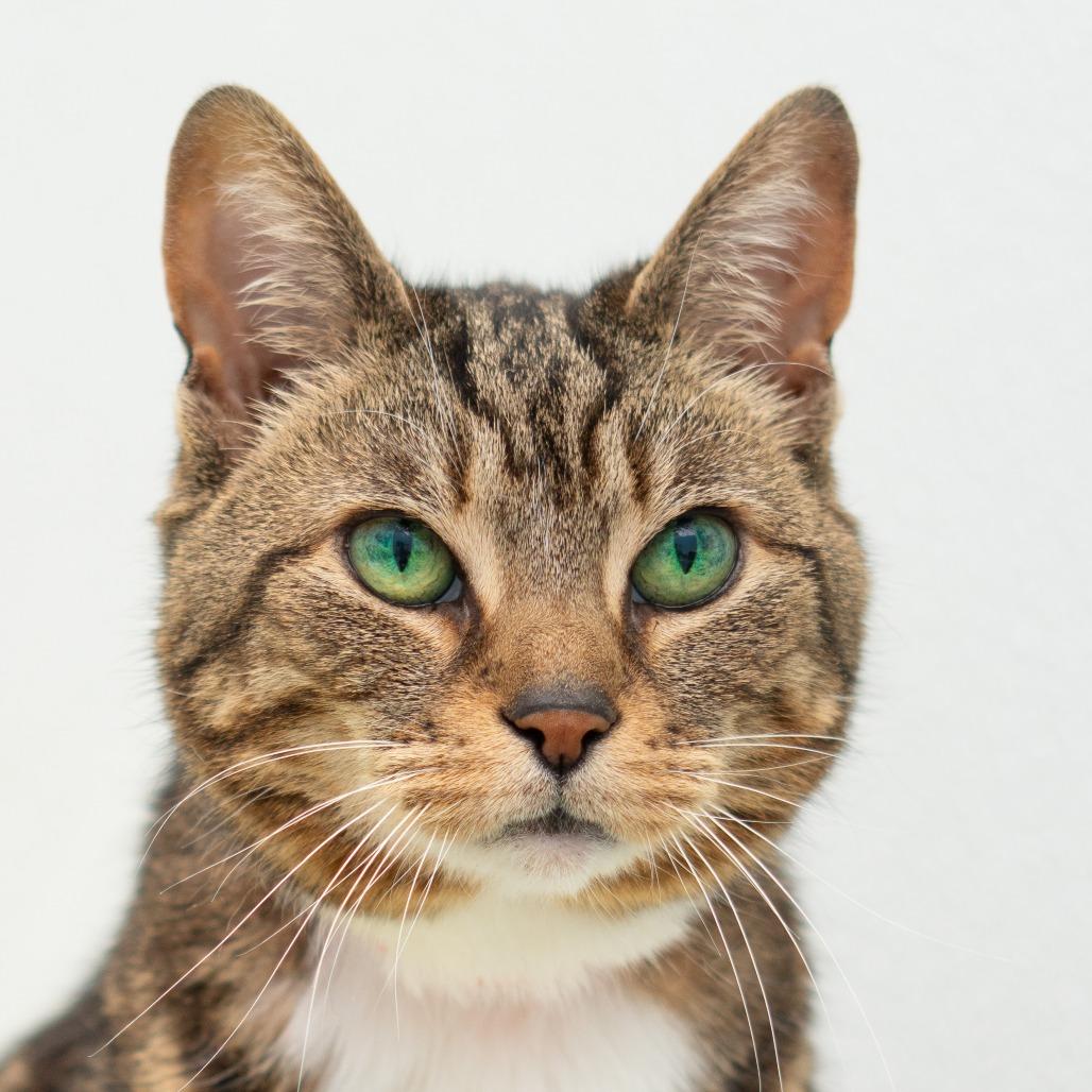 Enlarge Layla, a Adoptable Domestic Short Hair in Lakewood, CO image 3/6