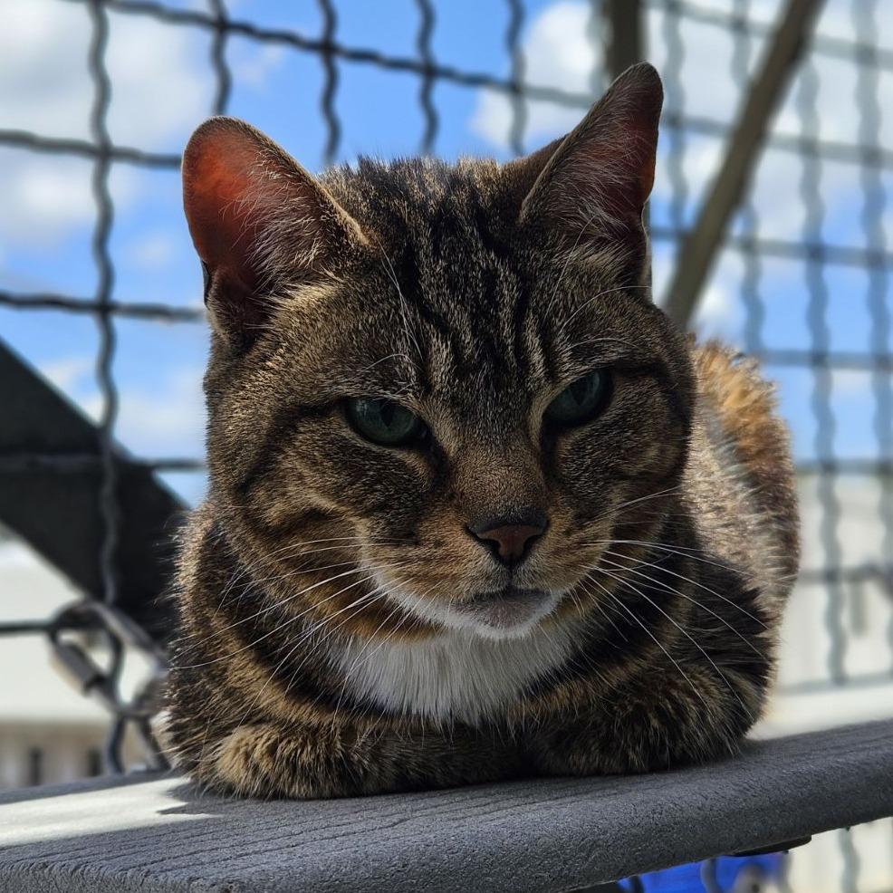 Enlarge Layla, a Adoptable Domestic Short Hair in Lakewood, CO image 5/6