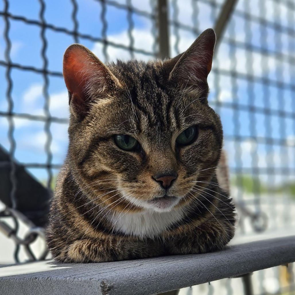 Enlarge Layla, a Adoptable Domestic Short Hair in Lakewood, CO image 6/6