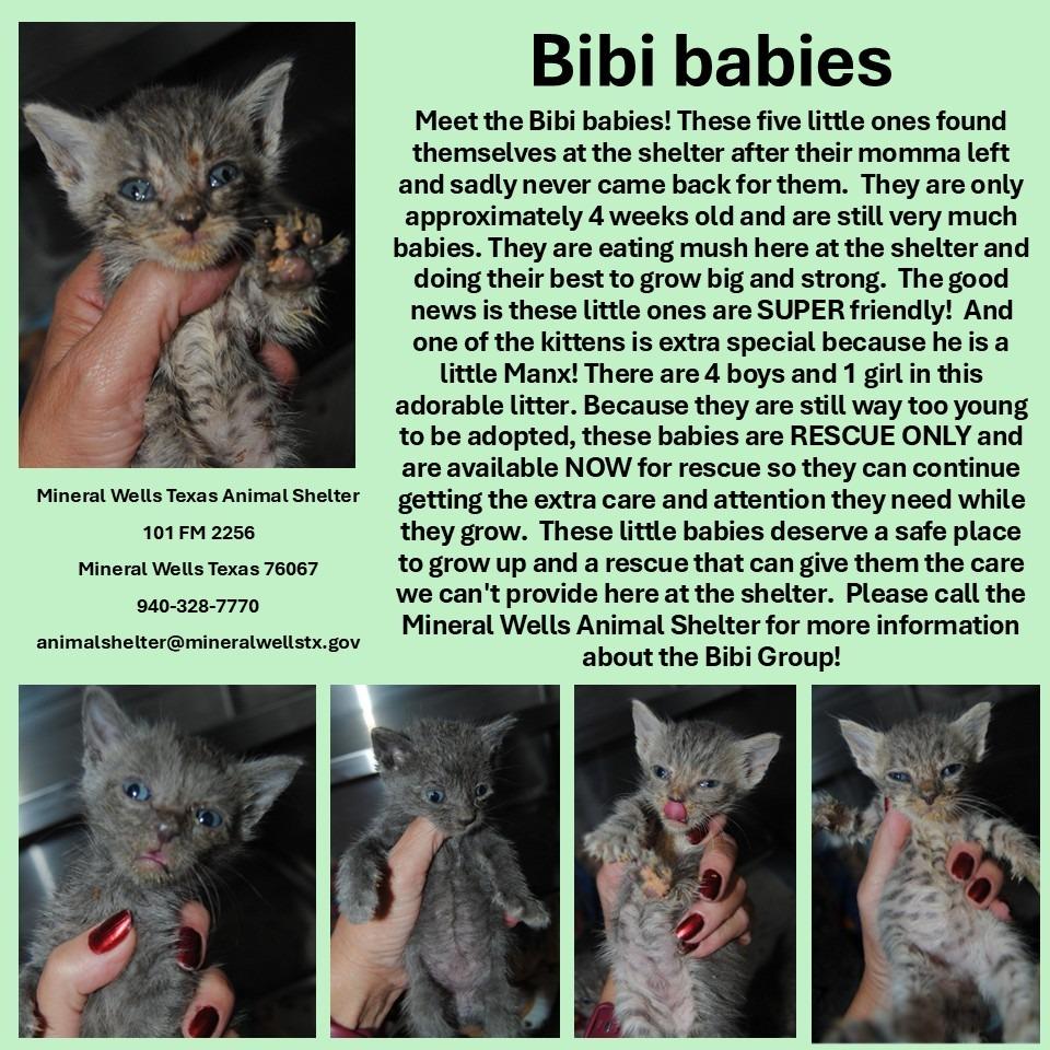 5614 bibi group, Adoptable, Kitten Male Domestic Short Hair.
