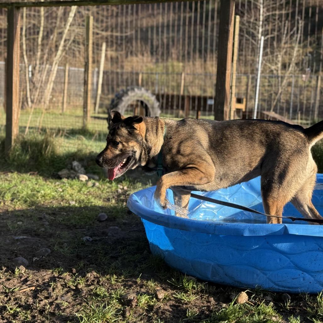 BB, Adoptable, Young Female German Shepherd Dog & Boerboel.