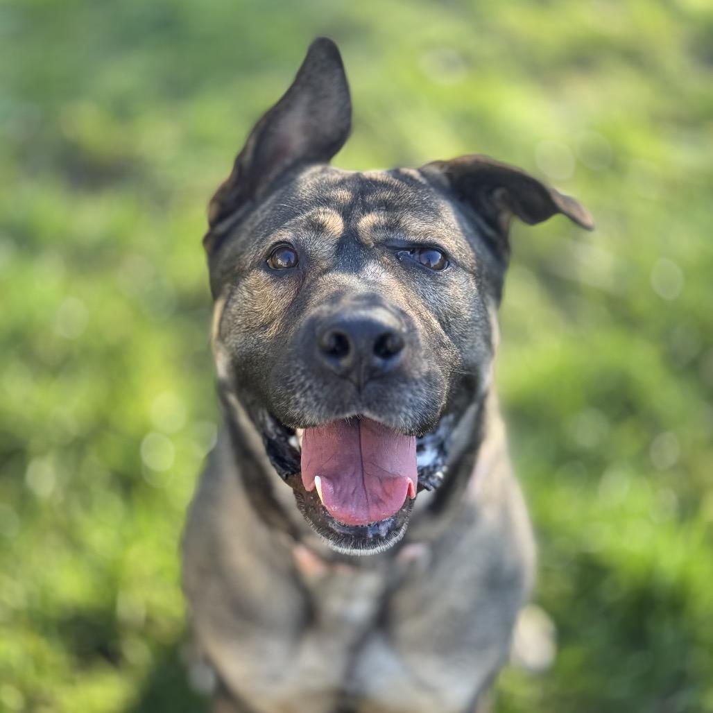 Enlarge BB, a Adoptable mixed breed in Bellingham, WA image 2/6