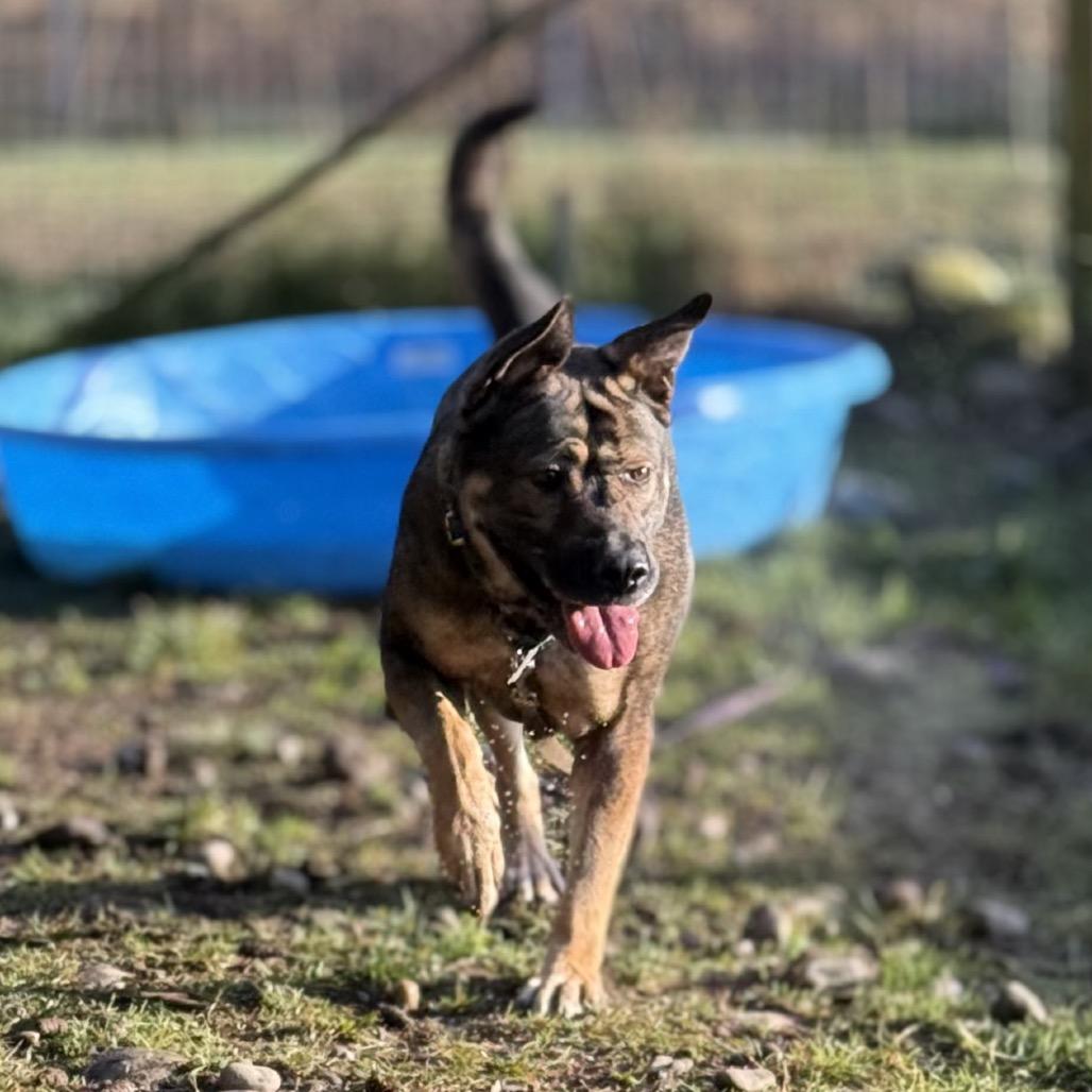 Enlarge BB, a Adoptable mixed breed in Bellingham, WA image 3/6