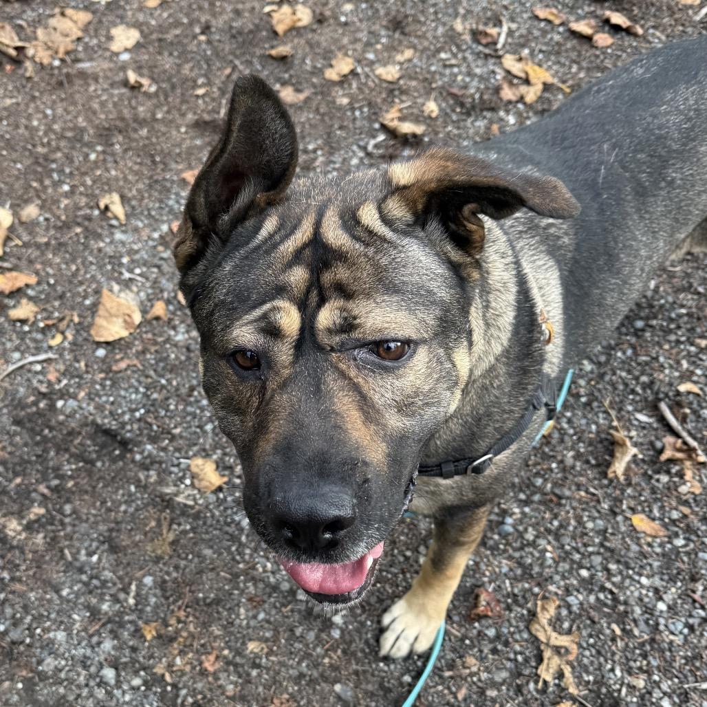 Enlarge BB, a Adoptable mixed breed in Bellingham, WA image 3/6