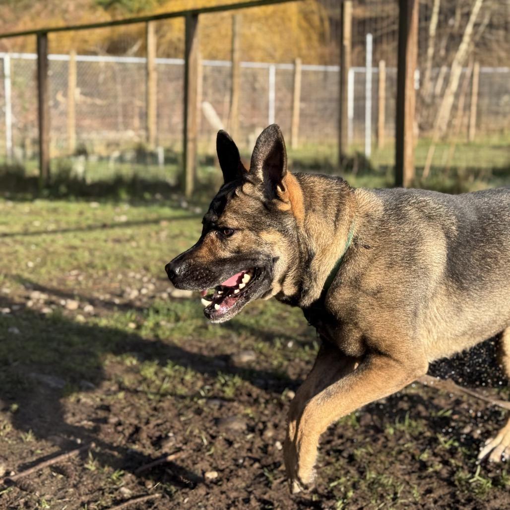 Enlarge BB, a Adoptable mixed breed in Bellingham, WA image 4/6