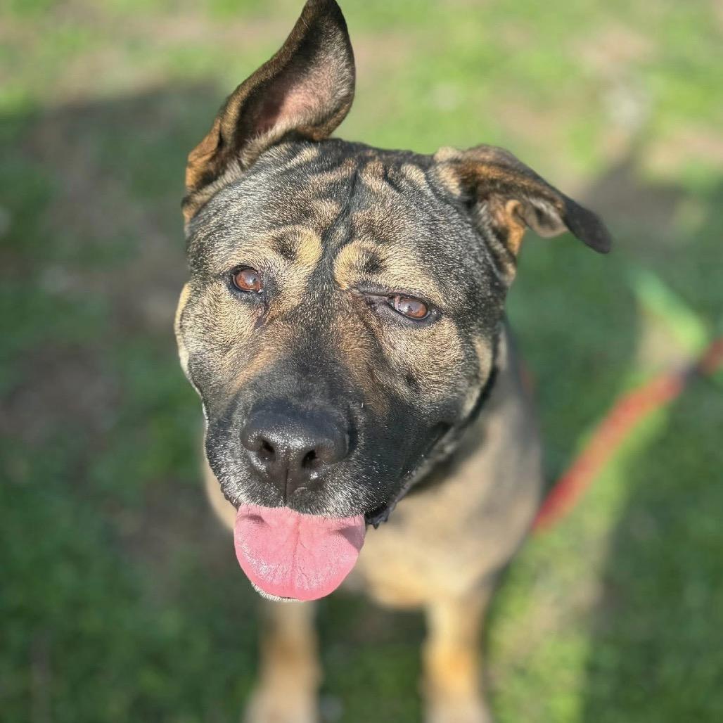 Enlarge BB, a Adoptable mixed breed in Bellingham, WA image 6/6