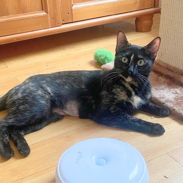 Enlarge Molly, an adopted mixed breed in Benicia, CA image 1/6