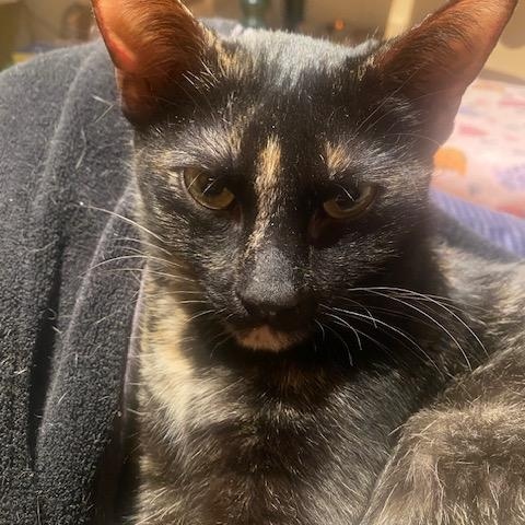 Enlarge Molly, an adopted mixed breed in Benicia, CA image 3/6