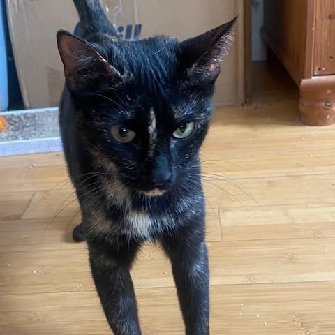 Enlarge Molly, an adopted mixed breed in Benicia, CA image 4/6