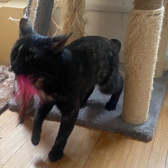 Enlarge Molly, an adopted mixed breed in Benicia, CA image 5/6