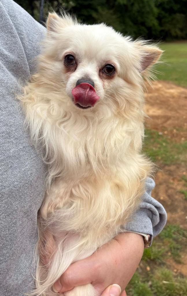 Adam, Adoptable, Adult Male Chihuahua.