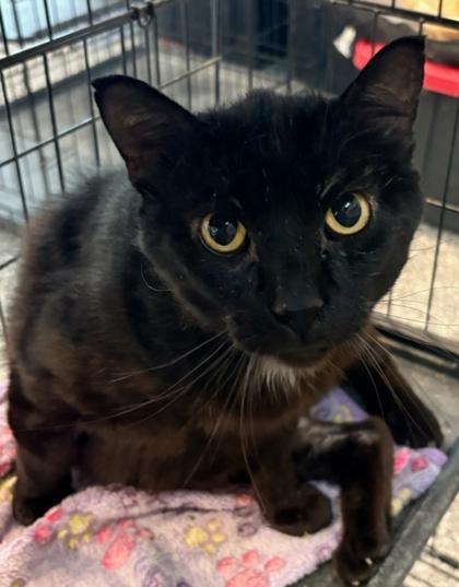 Enlarge Bear, a Adoptable mixed breed in Cecil, WI image 1/1