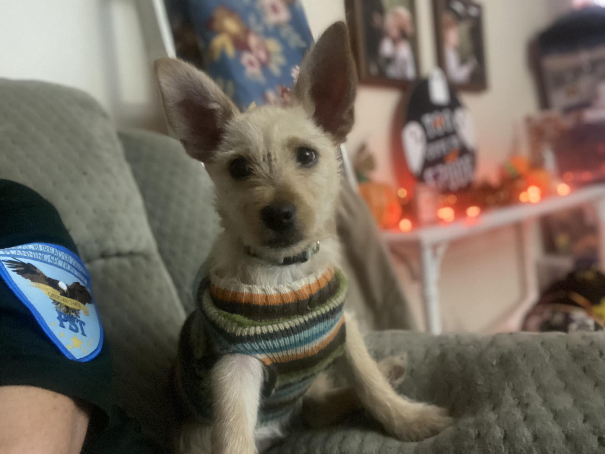 Enlarge Beetlejuice, a Adopted Mixed Breed in Glen Morgan, WV image 2/2