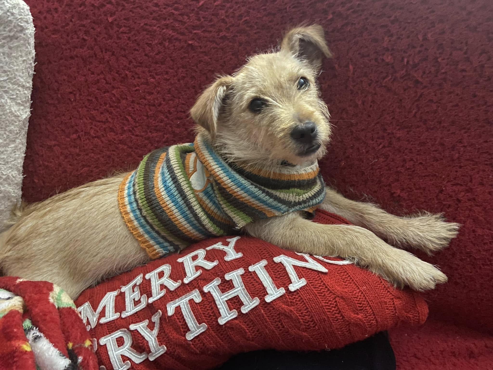 Beetlejuice, Adopted, Young Male Mixed Breed.