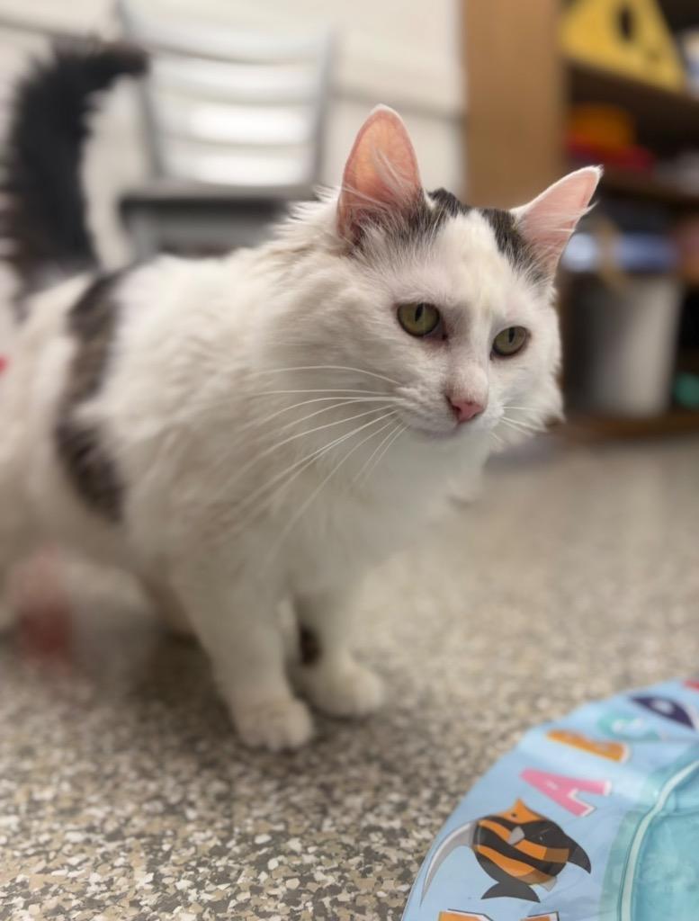Ivy, Adoptable, Young Female Domestic Medium Hair.