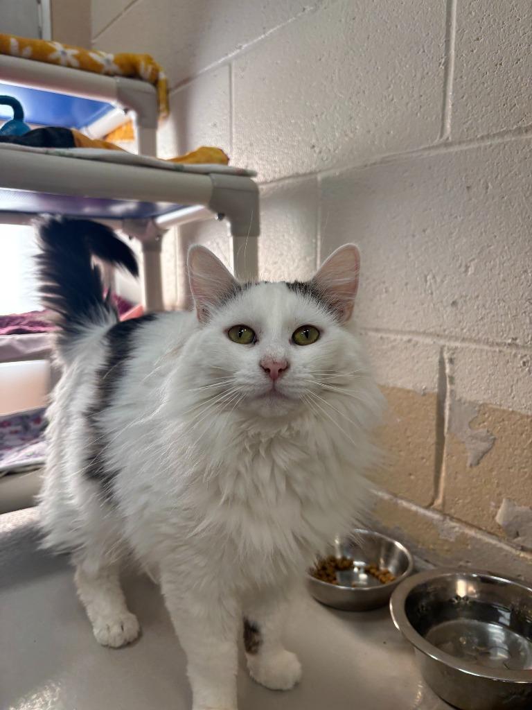 Enlarge Ivy, a Adoptable mixed breed in Findlay, OH image 1/2